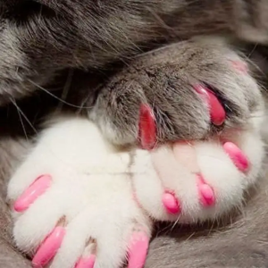 New FASHION colorful Cat Nail cover soft cat Claw Soft Paws 20 PCS/lot with free Adhesive Glue Size XS S M LGift for pet